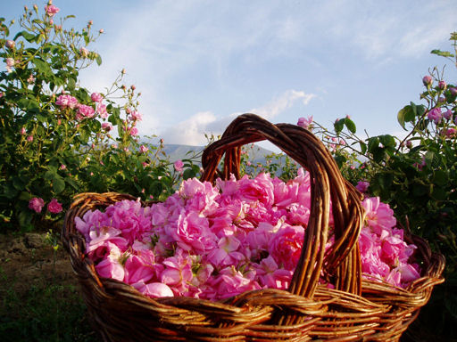  «عصاره گل‌محمدی» اضطراب را کم میکند 