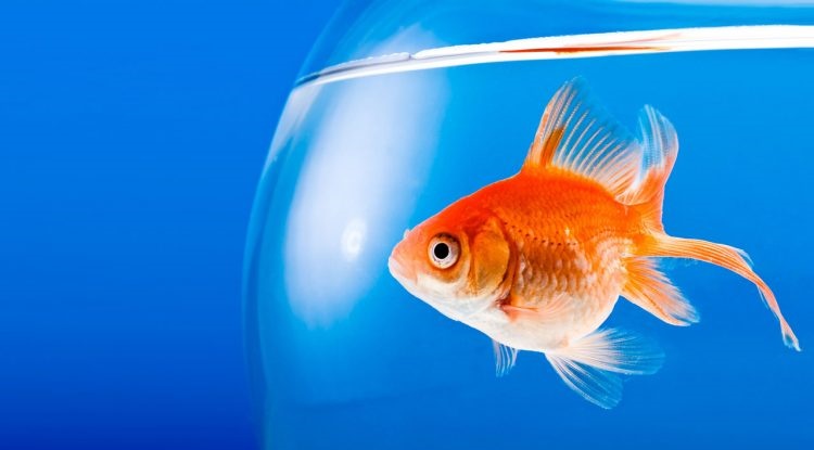 چطور ماهی قرمز بیمار و عصبی را تشخیص بدهیم؟