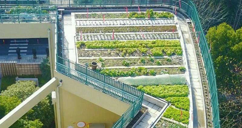 کشاورزی روی سقف مدرسه! + عکس