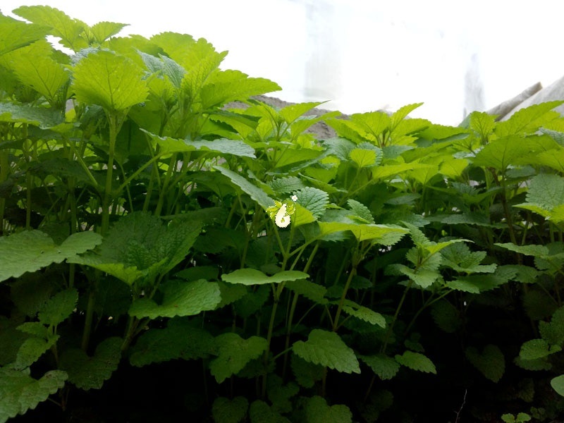  تازه ترین یافته ها در مورد گیاه بادرنجبویه