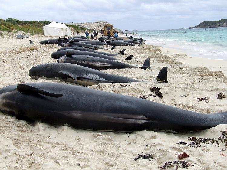  خودکشی ۱۵۰ نهنگ در سواحل استرالیا