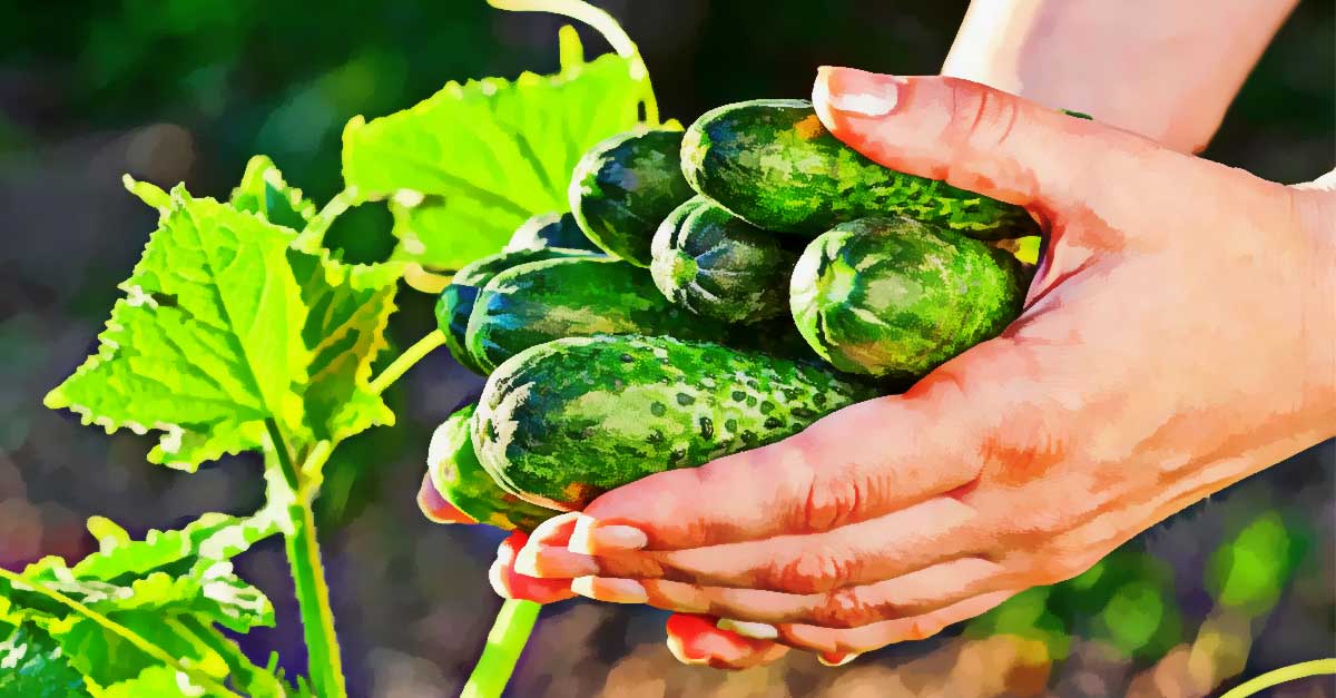 چرا باید در طول روز خیار بخوریم؟ 