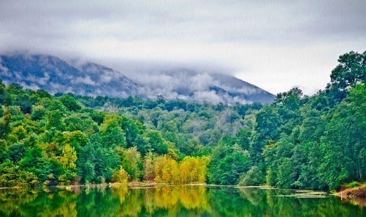 کاهش مناطق جنگلی بکر در جهان