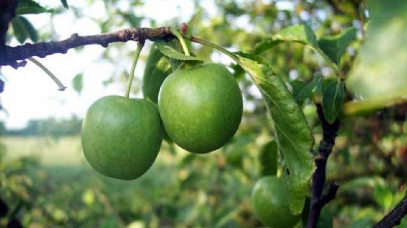  آیا گوجه سبز قند دارد؟ 