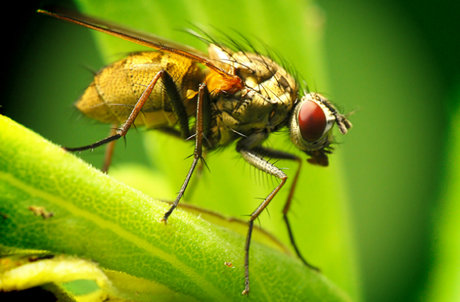 تاثیر گرمای هوا بر قدرت تکثیر حشرات