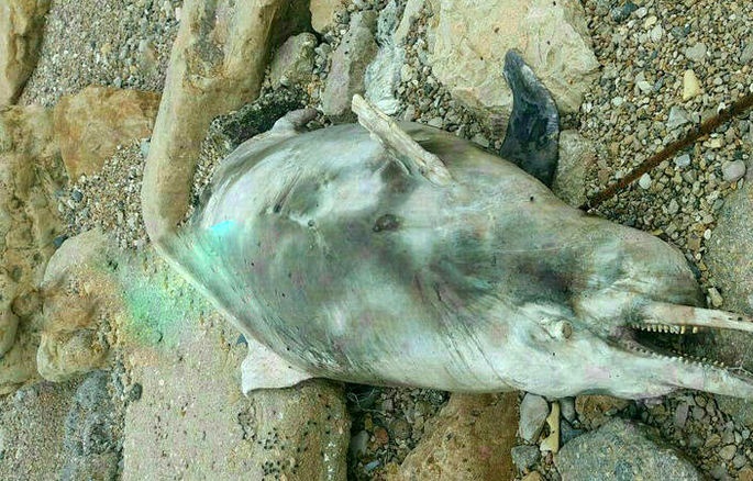  عکسی تلخ از جسد دلفین‌ ساحل خلیج فارس + عکس 