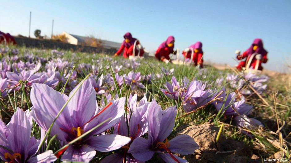 گران ترین ادویه جهان در ایران! | اینفوگرافیک