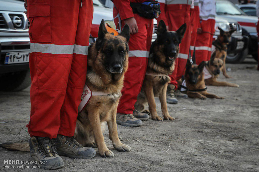 ۱۴ سگ زنده یاب در جستجوی مفقودین حادثه پلاسکو