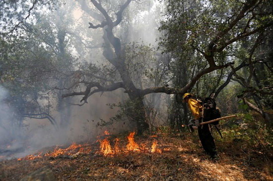 تشدید آتش‌سوزی مناطق جنگلی بر اثر پدیده تغییر اقلیم