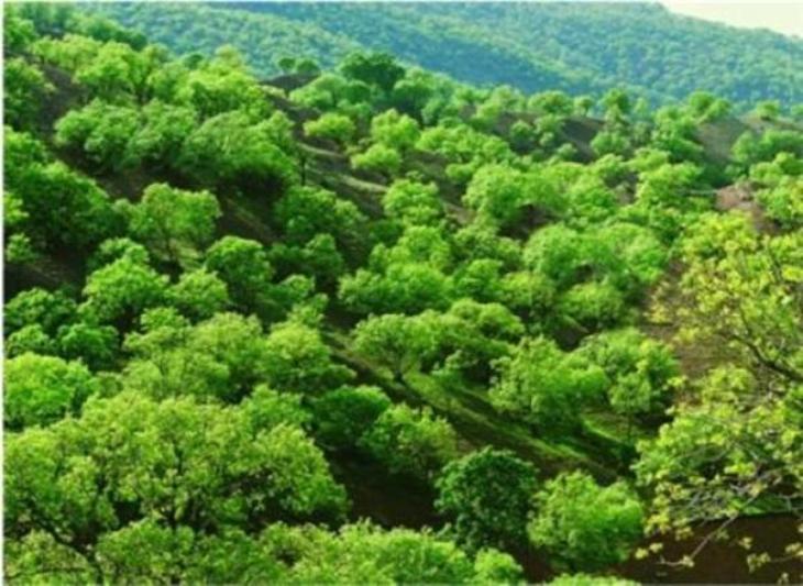 سند راهبردی آموزش و ترویج سازمان جنگل ها بزودی نهایی می شود