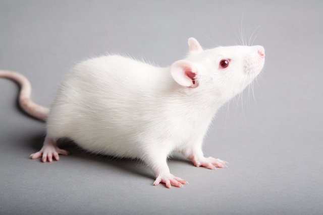 کشف جدید محققان درباره تاثیر آلودگی هوا بر تغییرات ژنی مغز موش