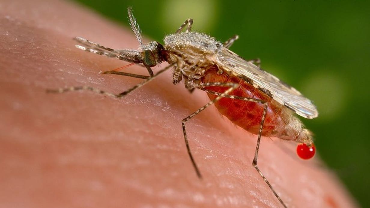  تشخیص عفونت مالاریا با استفاده از بوی بدن