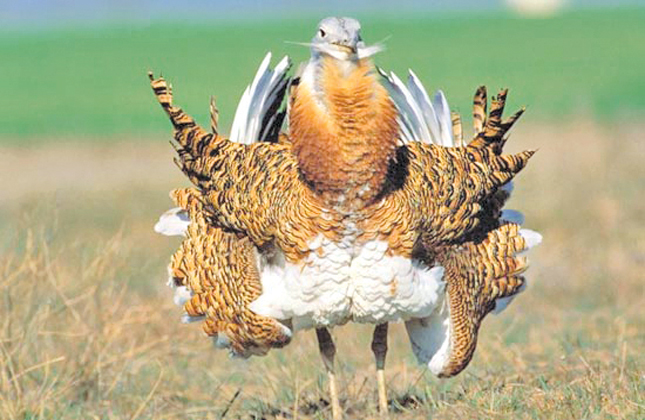 خطر انقراض میش مرغ در بوکان