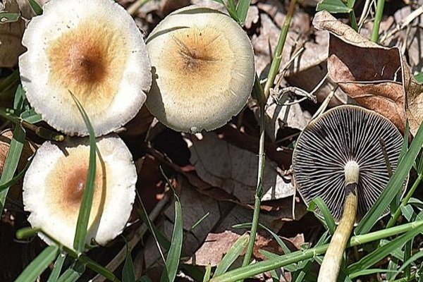 قارچ های سمی با پخته شدن بی خطر نمی شوند+علائم مسمومیت