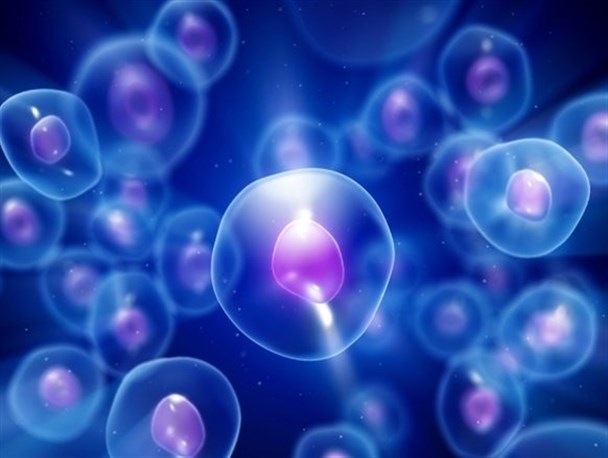  تولید سلول‌های جنسی قابل تقسیم از سلول‌های بنیادی پرتوان 