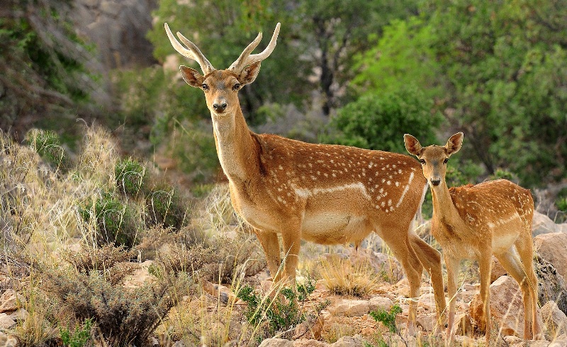 19 گونه جانوری کشور تحت برنامه عمل حفاظت قرار می گیرند
