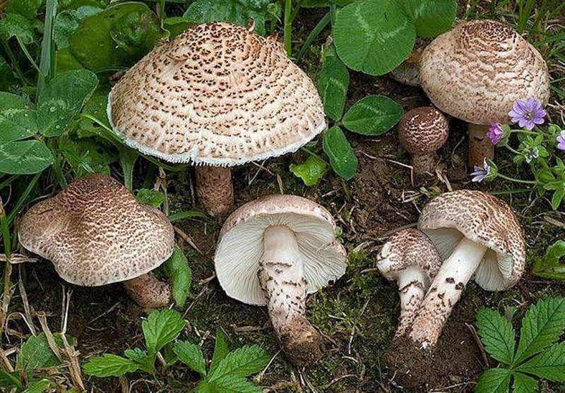 همه چیز درباره قارچ سمی و غیر‌سمی که باید بدانید + تصاویر و تصورات غلط 