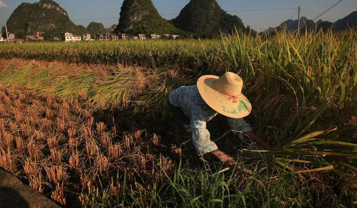 تغییرات آب و هوایی مواد مغذی برنج را از بین می برد