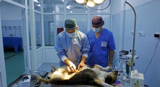 فوریت‌های پزشکی حیوانات + عکس