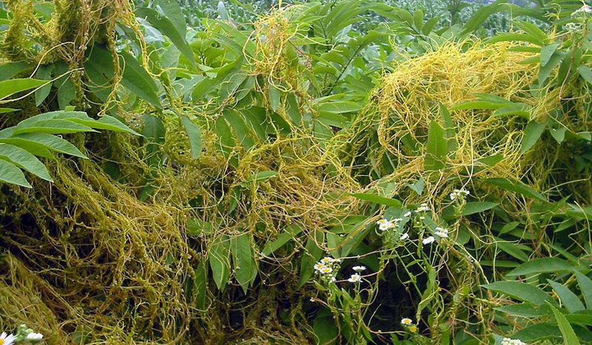 جلوگیری از قطع درختان با استفاده از سلولز علف هرز