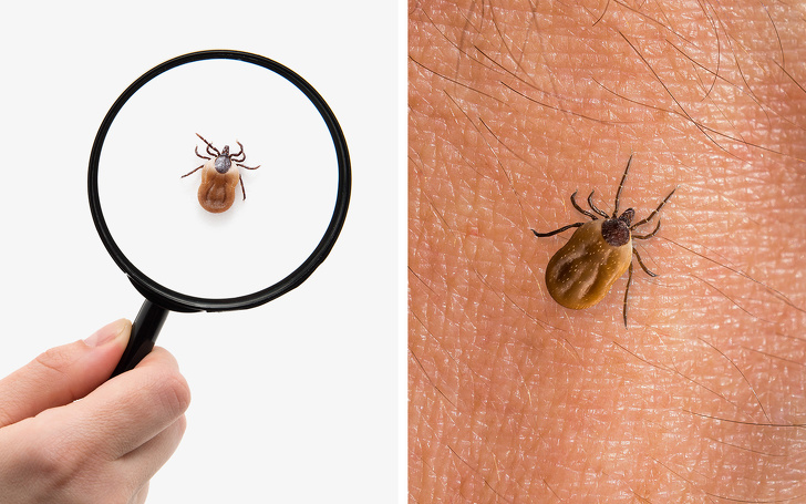 کنه و راهکارهای لازم برای در امان ماندن از این انگل‌ مزاحم