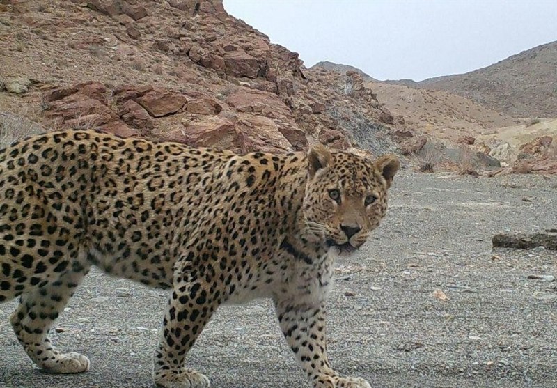  مشاهده یک جفت «پلنگ ایرانی» در خلخال +تصاویر