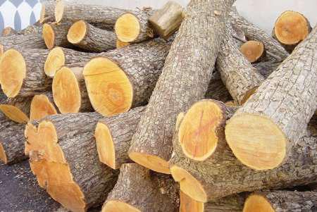 کشف و ضبط بیش از چهار هزار اصله چوب آلات جنگلی قاچاق در آستارا