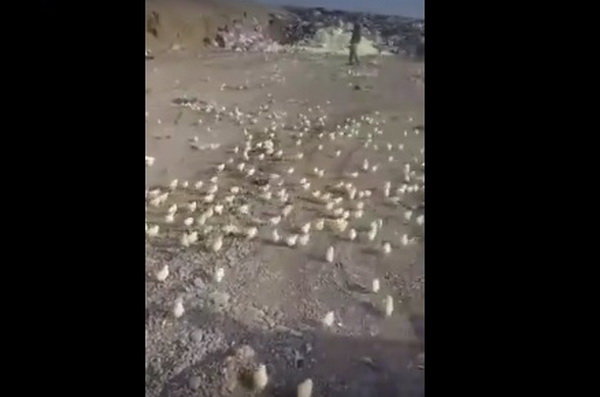 جوجه شدن تخم‌مرغ‌های دور ریخته در گرجستان