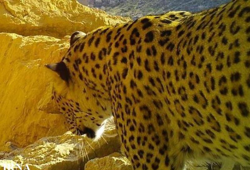دوربین محیط زیست تصویر3 پلنگ را در بوشهر ثبت کرد