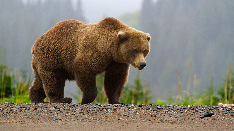 حمله خرس وحشی به جوان 20 ساله