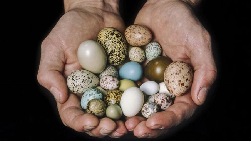 مقایسه ارزش تغذیه ای تخم پرندگان مختلف
