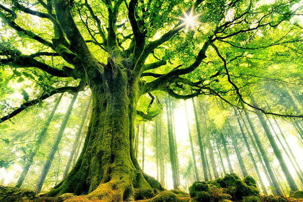  واقعیتى عجیب و حیرت انگیز درباره درختان که شگفت زده‌تان مى‌کند