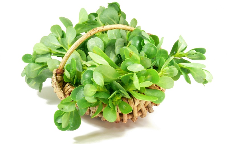 اندر خواص یک اَبرگیاه
