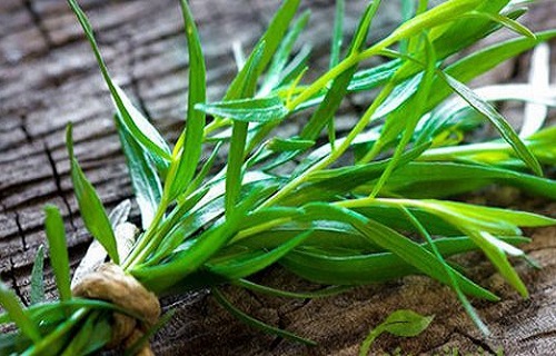 از این گیاه به جای نمک استفاده کنید 