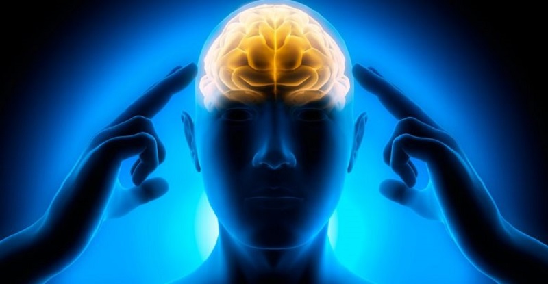 پرحافظه‌ها چه می‌خورند؟ 