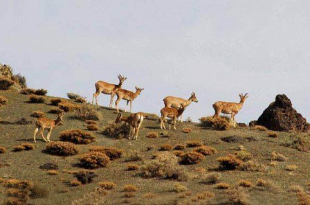 شکارچیان غیرمجاز حیوانات ماده و باردار را شکار می‌کنند
