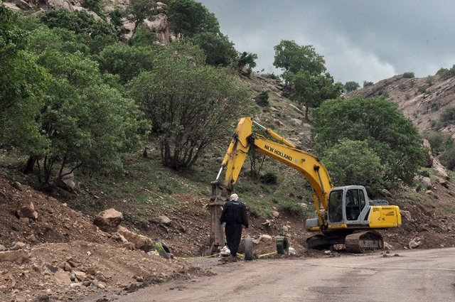 با بیل و کلنگ به جان جنگل ارغوان ایلام افتاده‌اند