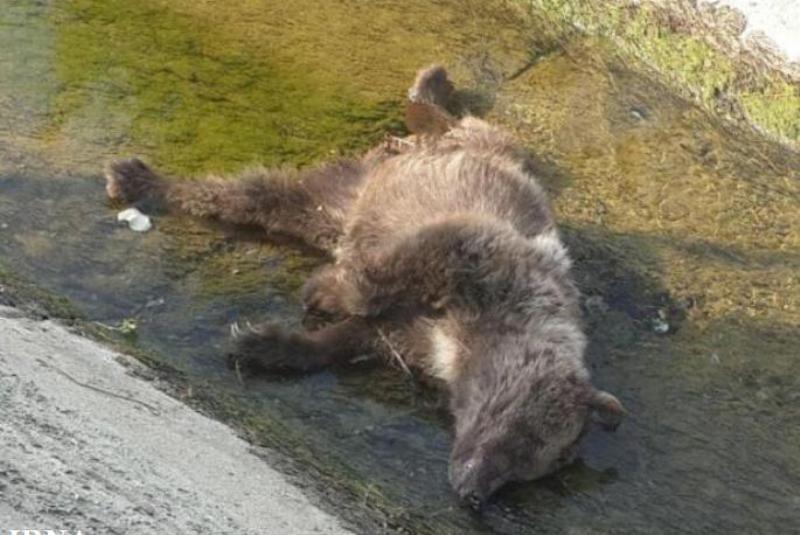 شکارچی خرس به 6 ماه حبس محکوم شد