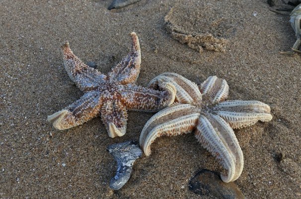 بازگشت فوق العاده ستاره‌های دریایی از بیماری مرگبار