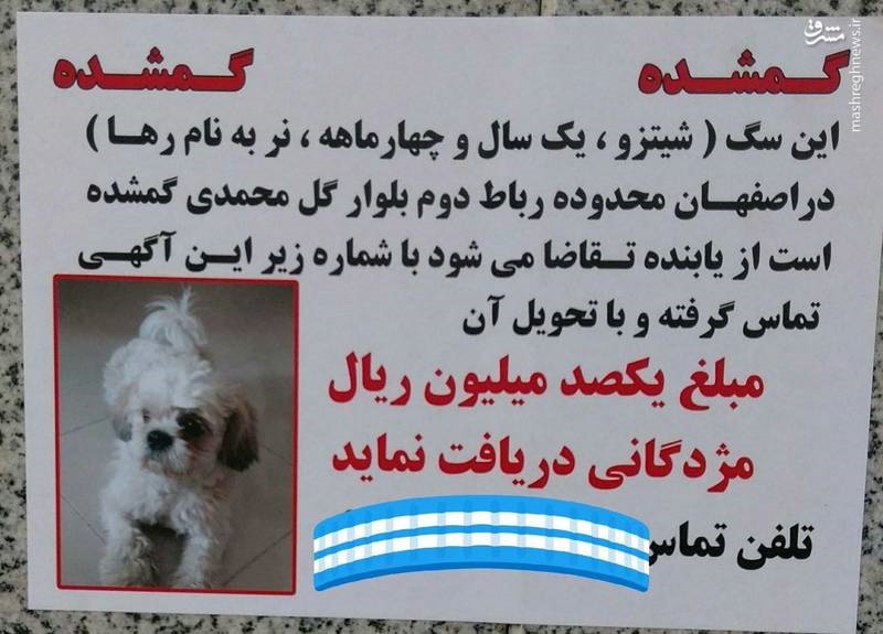 مژدگانی 10 میلیونی برای پیدا کردن سگ خانگی! + عکس