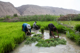 کشت برنج در خوزستان ...!؟