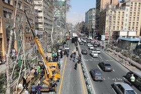 ساخت و سازها زندگی چنارهای خیابان ولی‌عصر را تهدید می کند