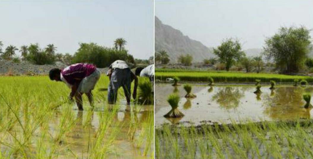 کاشت برنج در سیستان و بلوچستان بی آب! + عکس