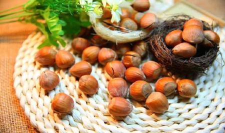  خوردن «فندق» برای سلامتی چه مزایا و خواصی دارد؟