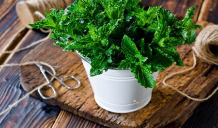 8 گیاه خانگی برای دور کردن حشرات و پشه ها از خانه