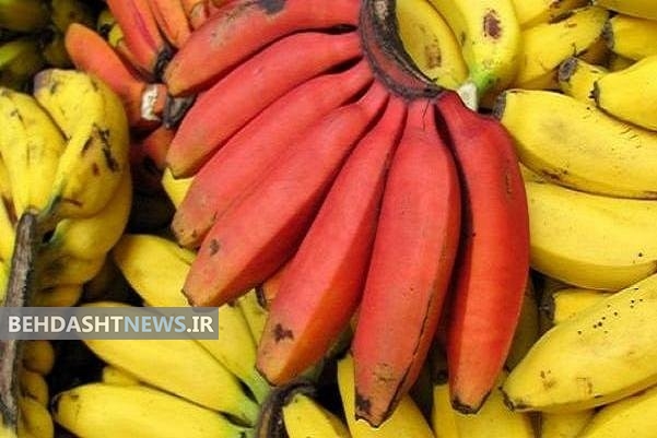 همه فواید موز قرمز
