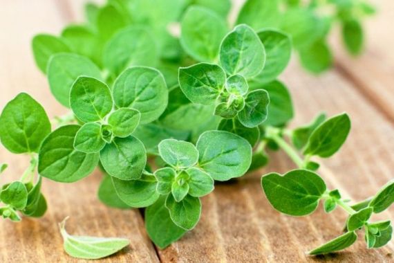 پونه کوهی و خواص خارق العاده این گیاه