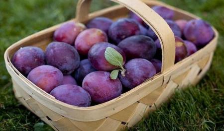 با فواید آلوسیاه برای سلامتی آشنا شوید 