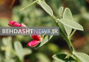  خواص عرق خارشتر چیست؟+ طریقه مصرف