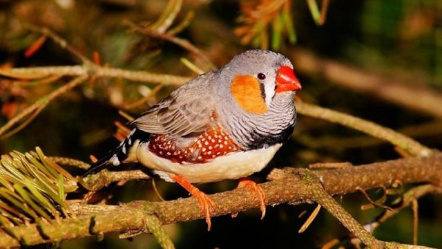صدای ترافیک پرندگان را پیر می‌کند